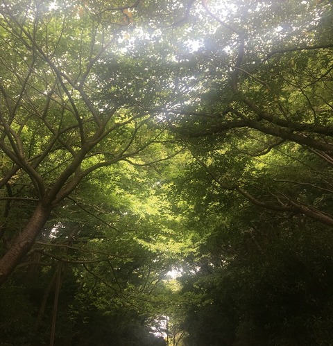 朝陽の公園